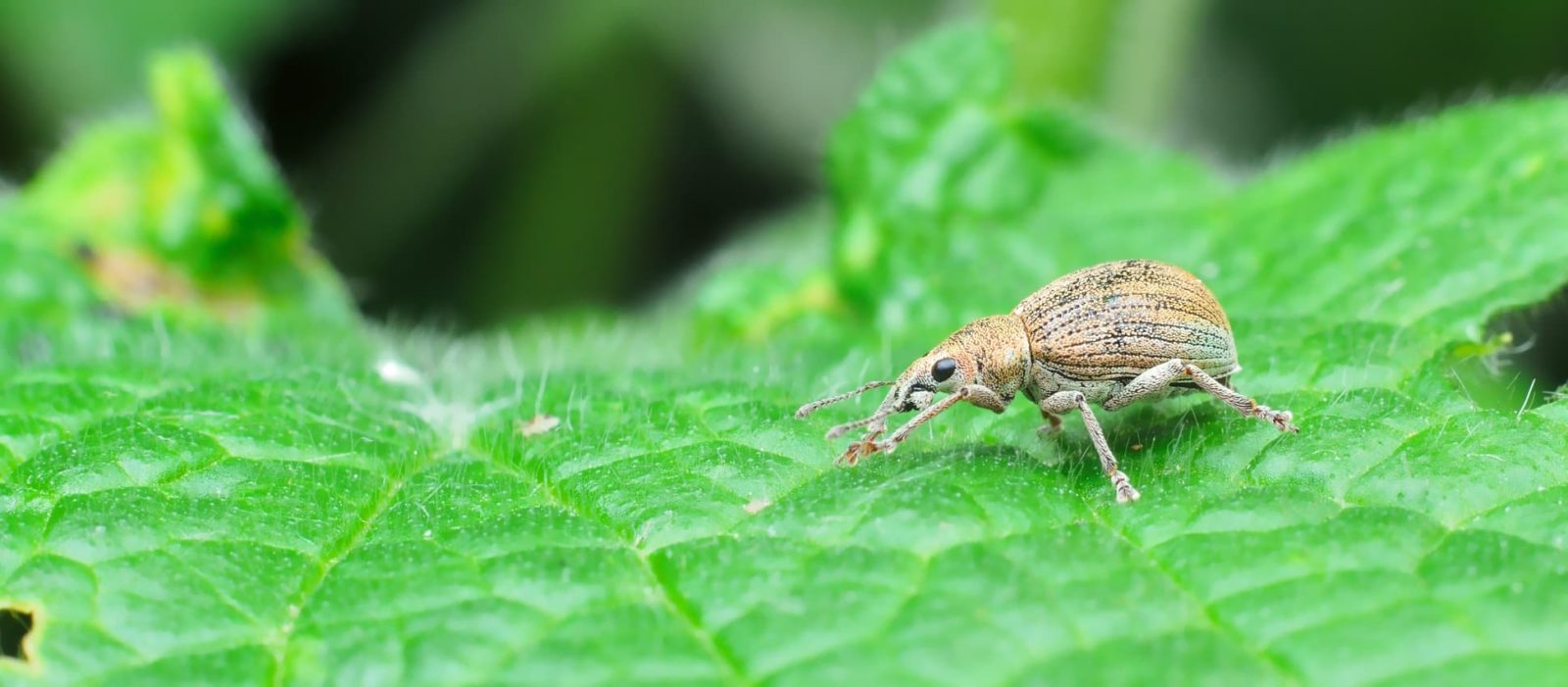 How To Identify Vine Weevil & 10 Ways To Control Them