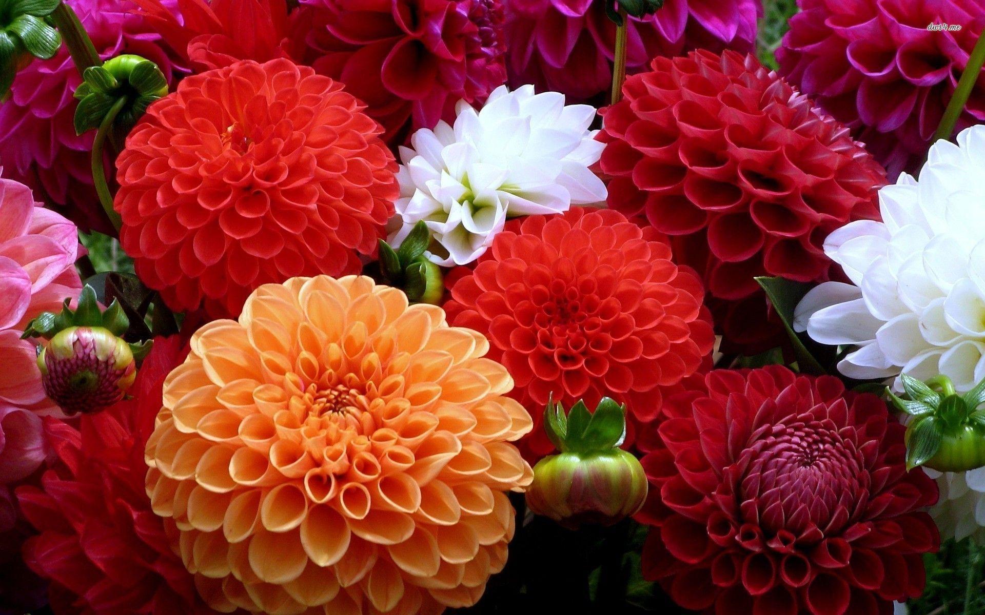 The Ultimate Guide to Lifting and Splitting Dahlia Tubers