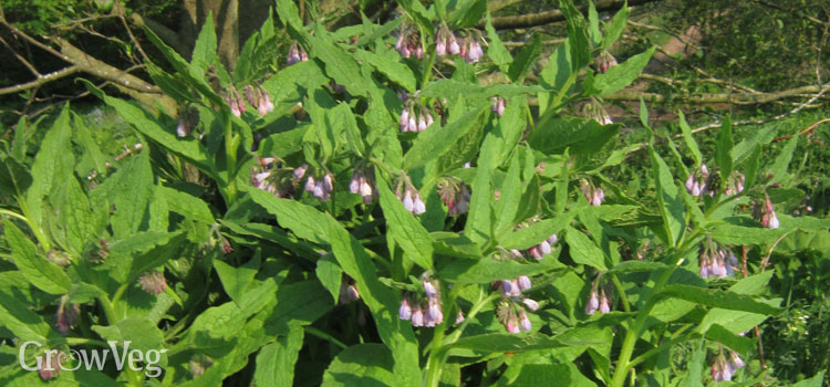 How To Make Organic Comfrey Tea Fertilizer