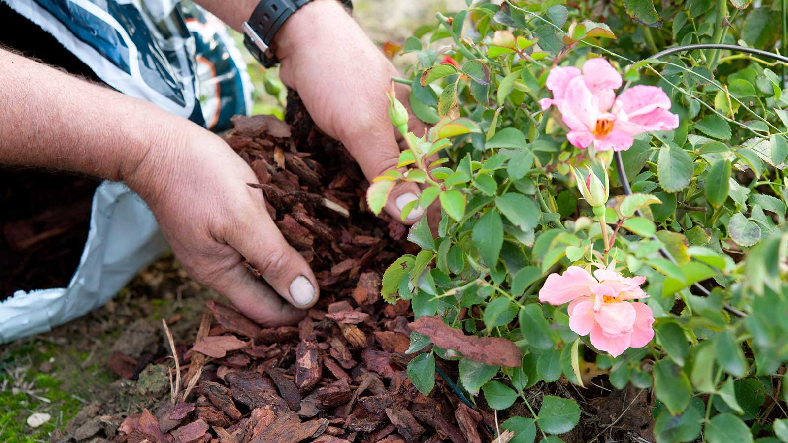 How and When To Mulch a Garden Effectively [UK]