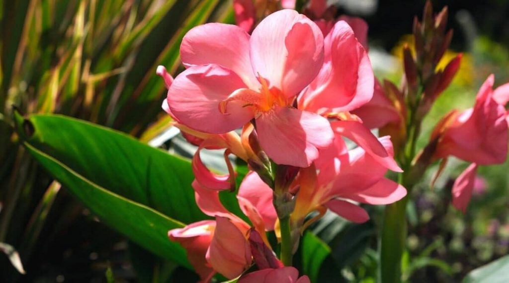 How To Overwinter Canna Lilies