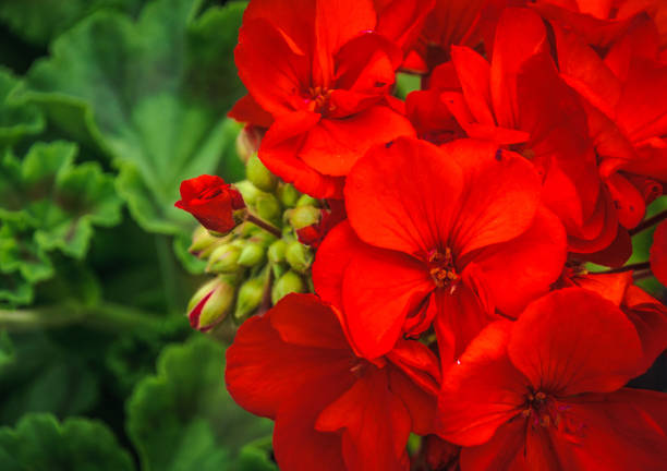 6 Easy Ways to Keep Geraniums Survive Winter (Overwintering Techniques)