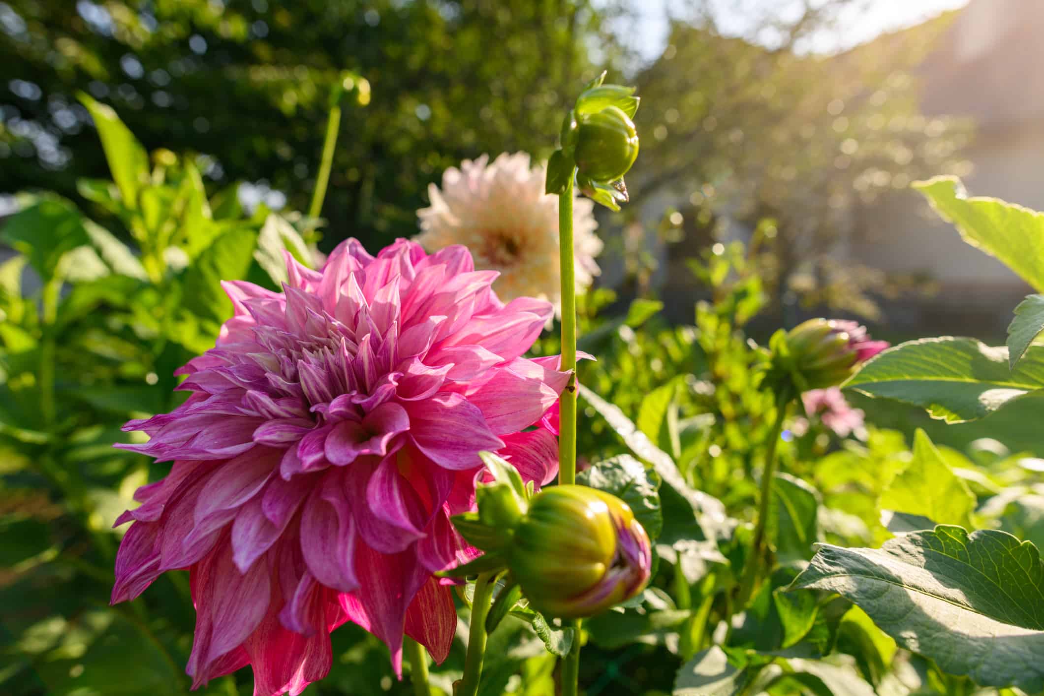 How to Pinch Out Dahlias: A Step-By-Step Guide