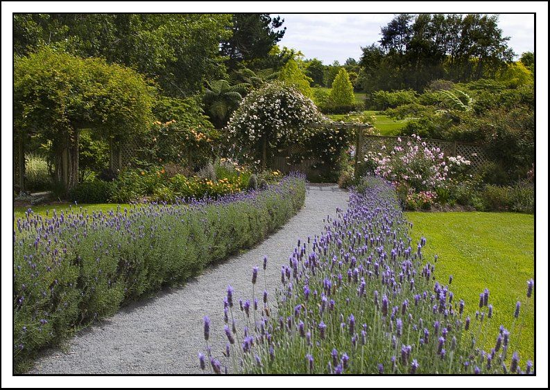 How To Successfully Plant a Lavender Hedge