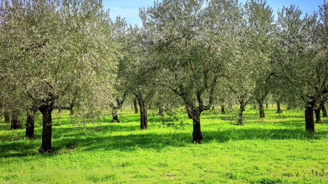 How to Plant and Take Care of an Olive Tree