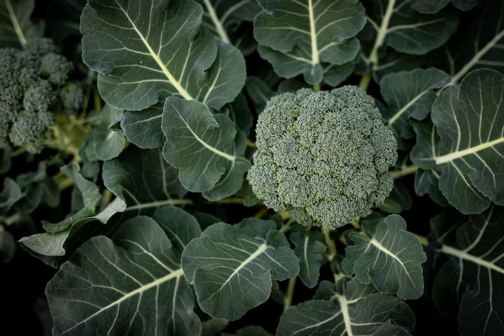 Stop Your Broccoli Plants From Bolting With These Simple Tips