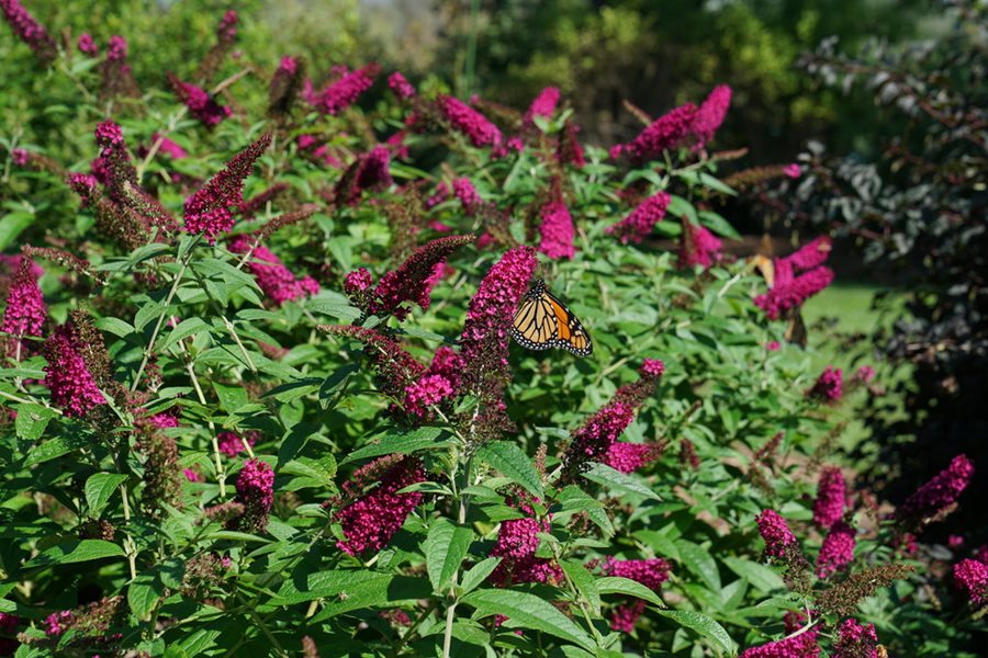 A Complete Guide to Growing Buddleia from Cuttings