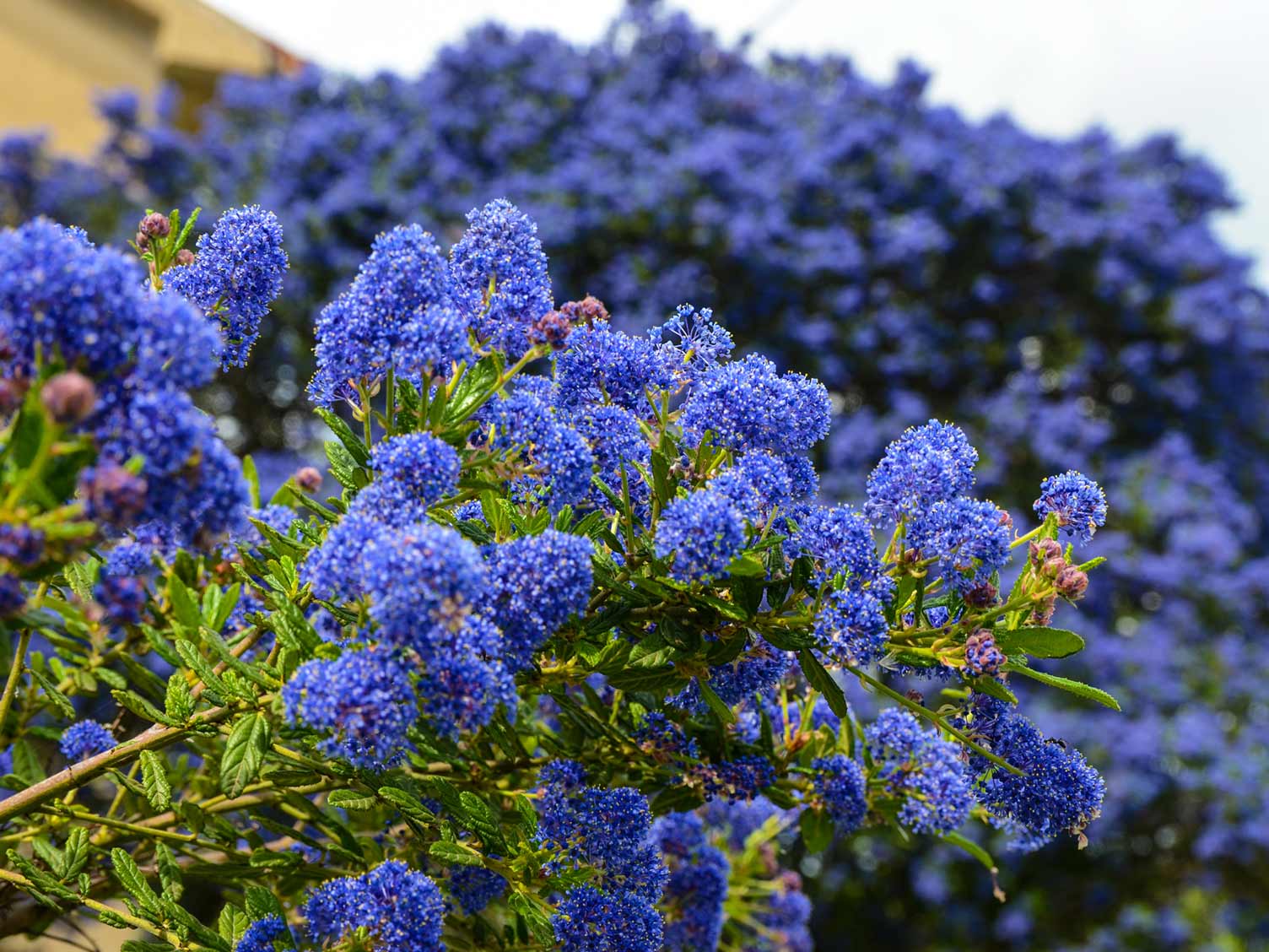 Learn to Propagate Ceanothus from Cuttings [2 Easy Methods]