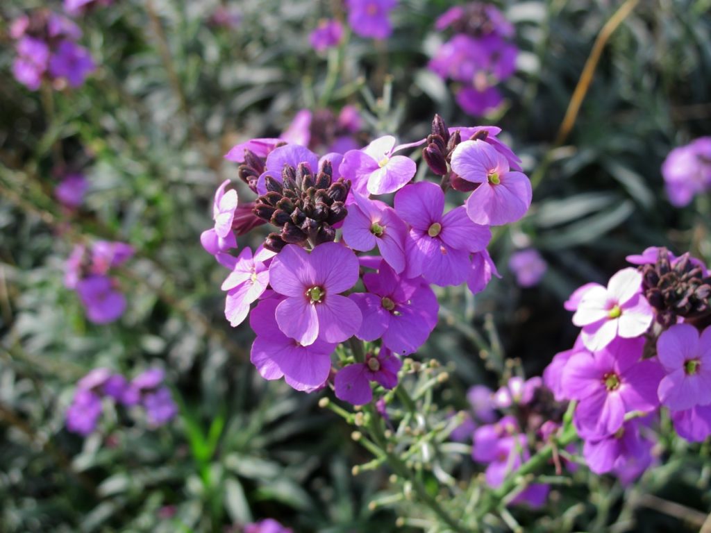 Easy Steps to Propagate Erysimum “bowles Mauve” Using Cuttings