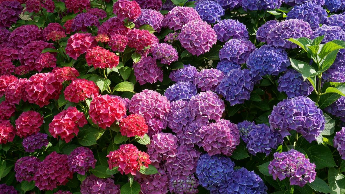 How to Effectively Propagate Hydrangeas from Stem Cuttings