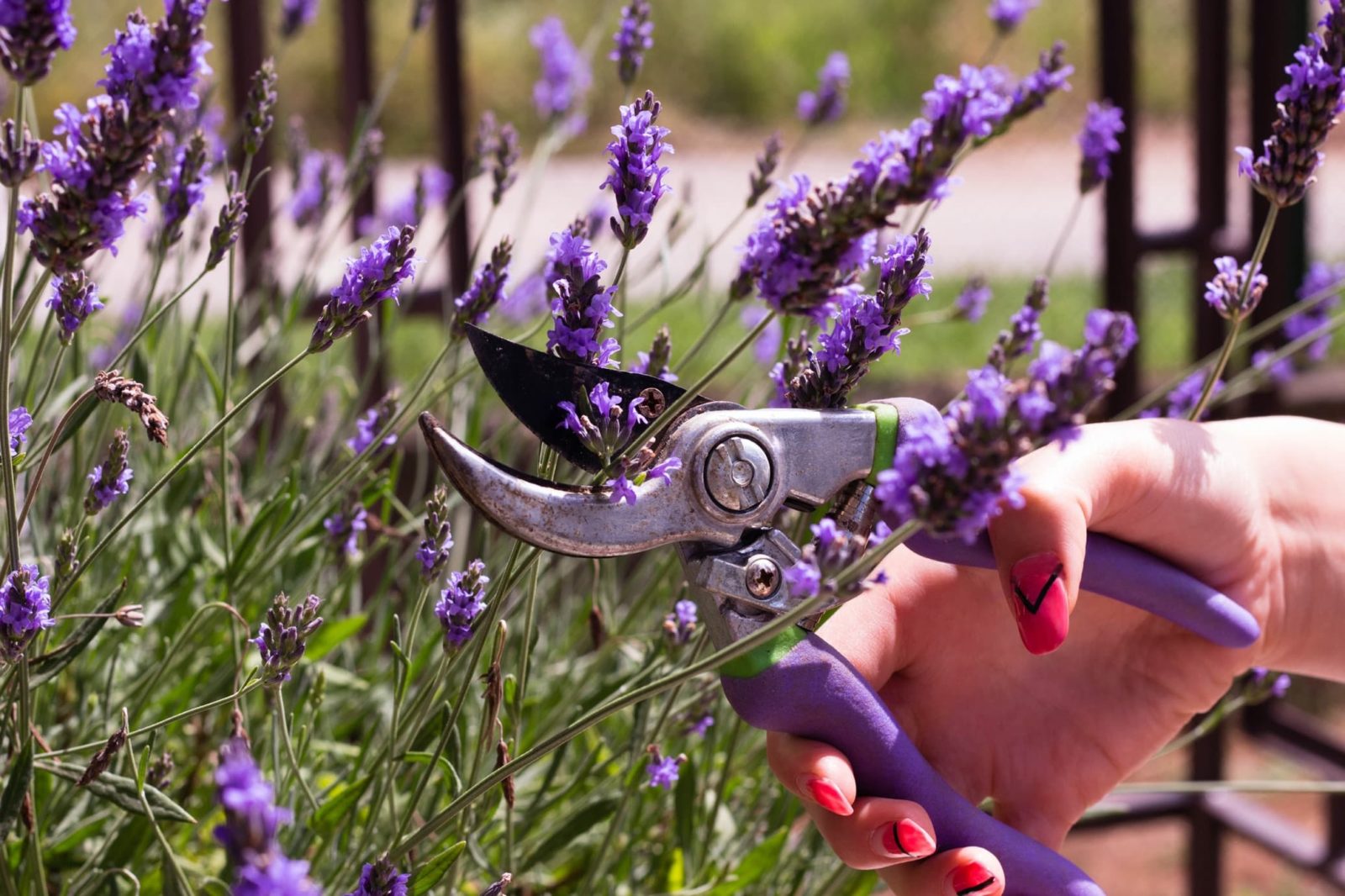 Learn How To Propagate Lavender from Cuttings in 7 Steps