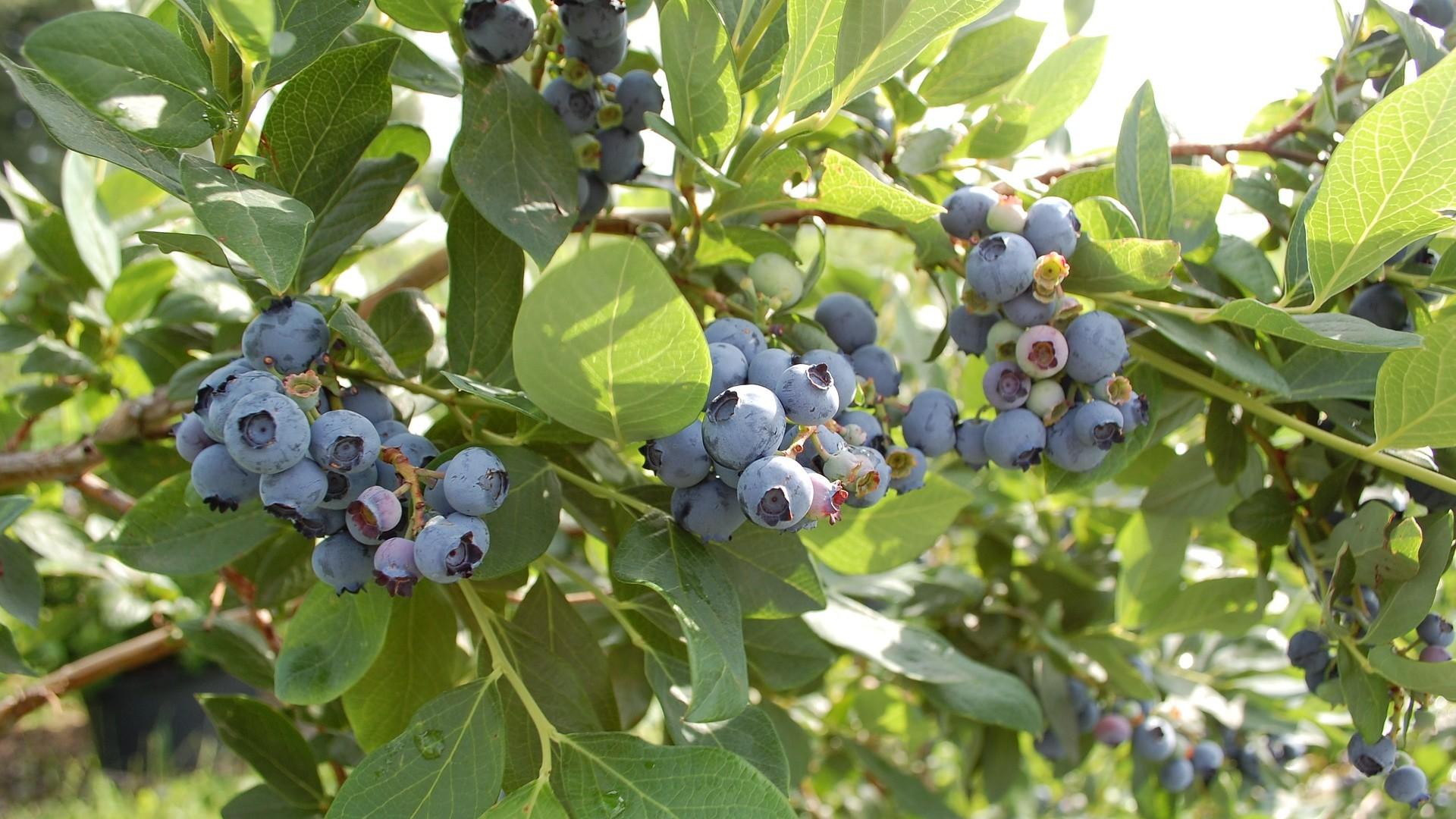 How To Prune Blueberry Bushes Based On Age [UK]