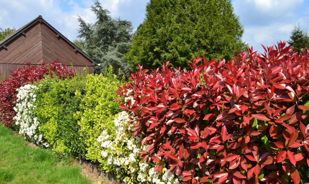 How and When to Prune a Photinia Red Robin Shrub