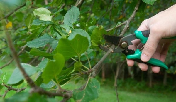 The Complete Guide to Pruning Your Camellia Plants