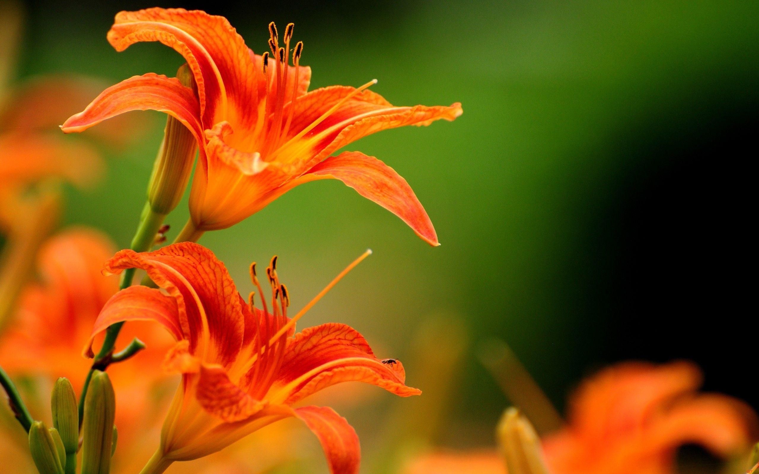 How to Deadhead Daylilies and Prune Them in The Best Way