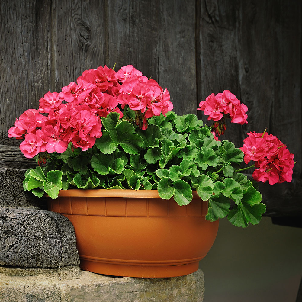 Easy Pruning Techniques for Tender and Hardy Geraniums