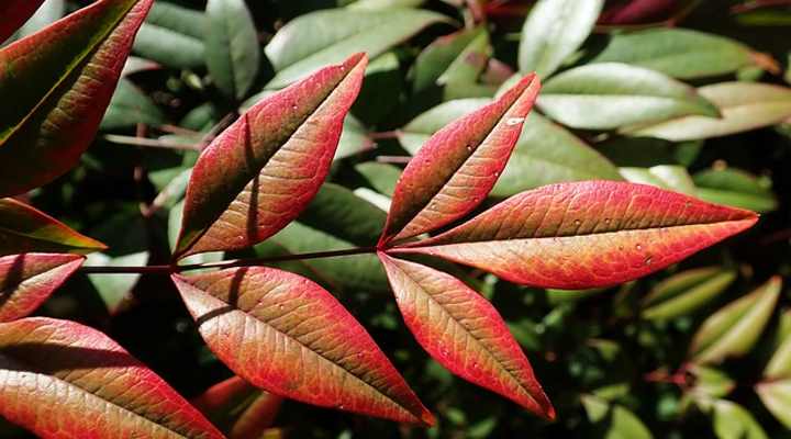 How to Properly Prune Your Nandina Domestica