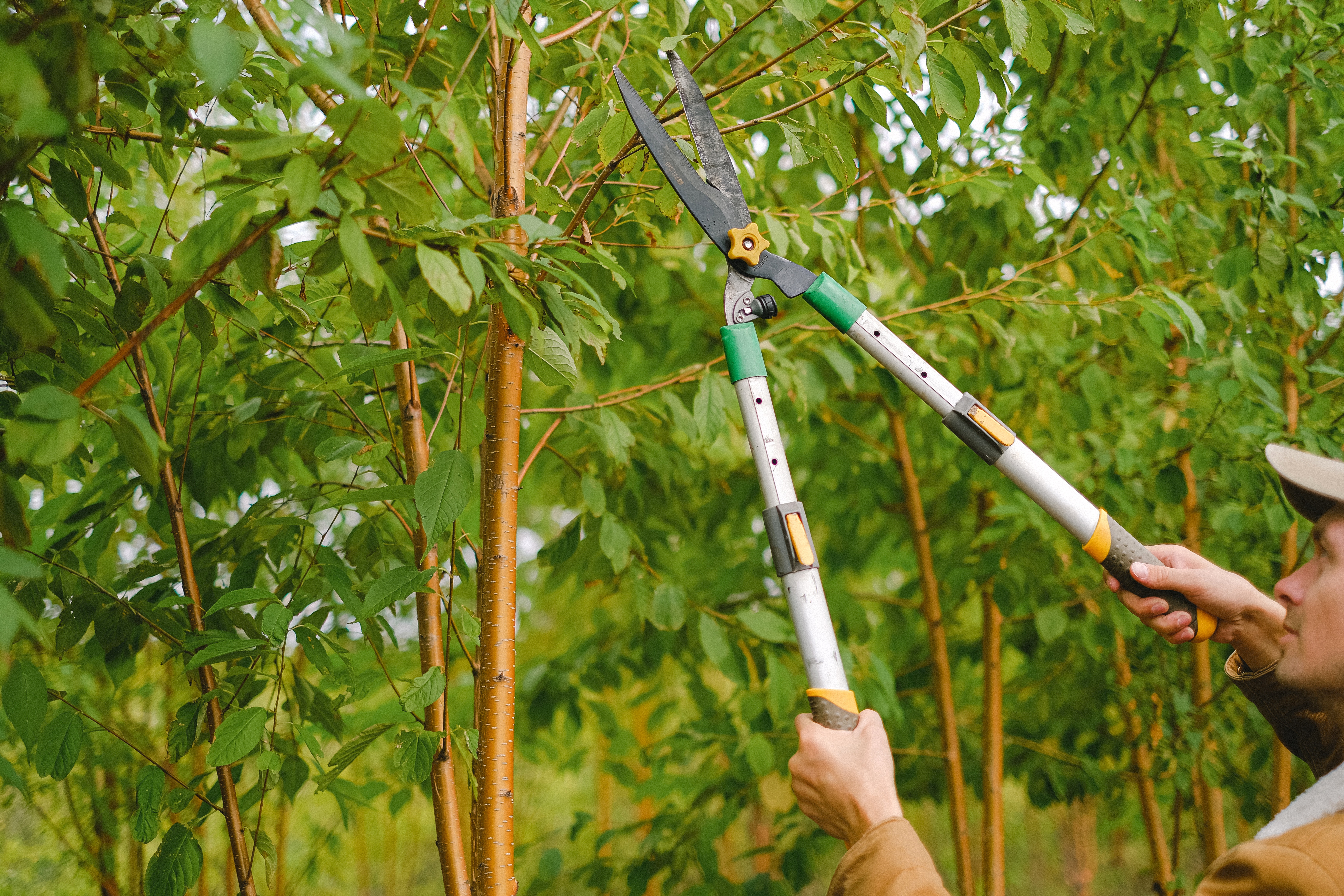 How To Prune Rhubarb and Will It Survive Winter?