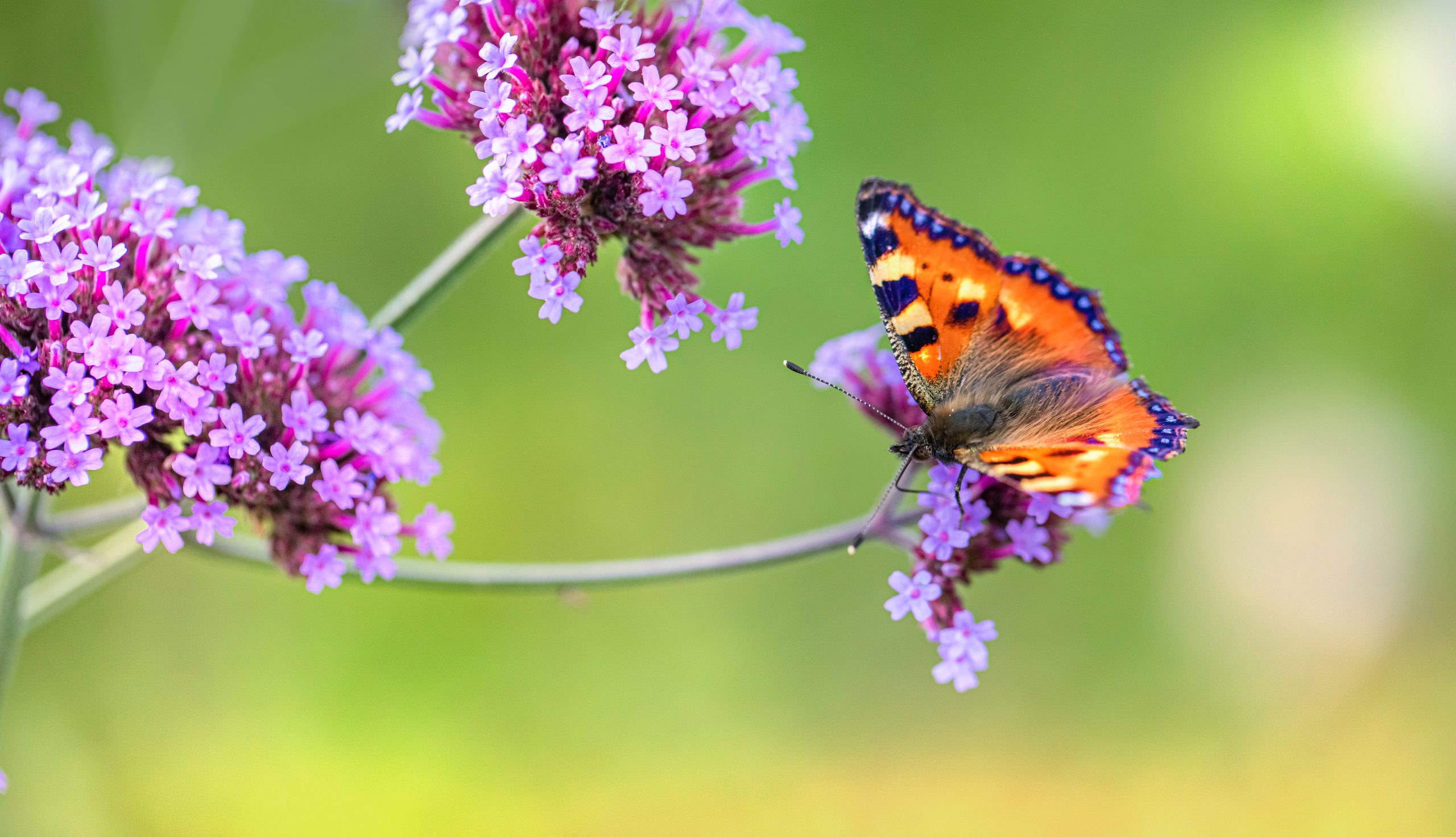 Tips for Pruning Verbena Perennials and Bedding Types