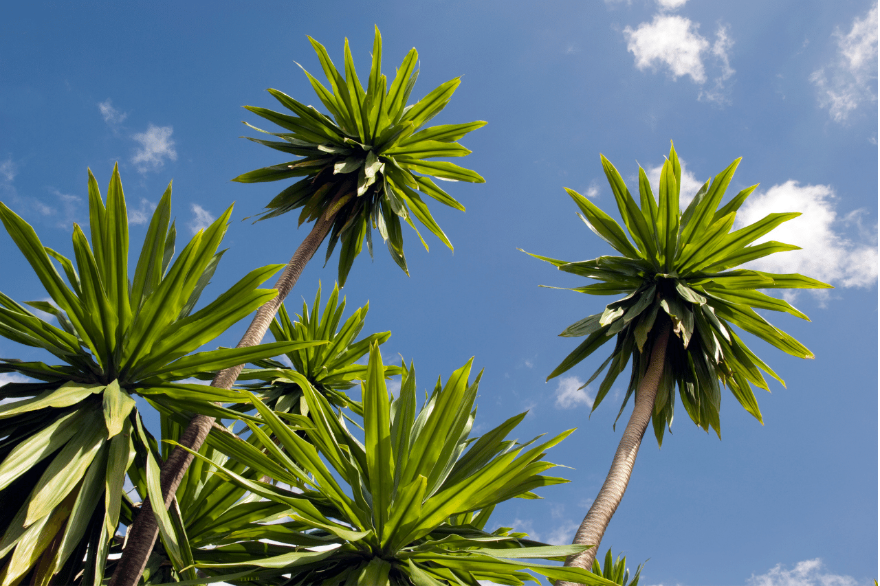 Yucca Plant Dying? Here’s How To Revive a Dying Yucca Plant