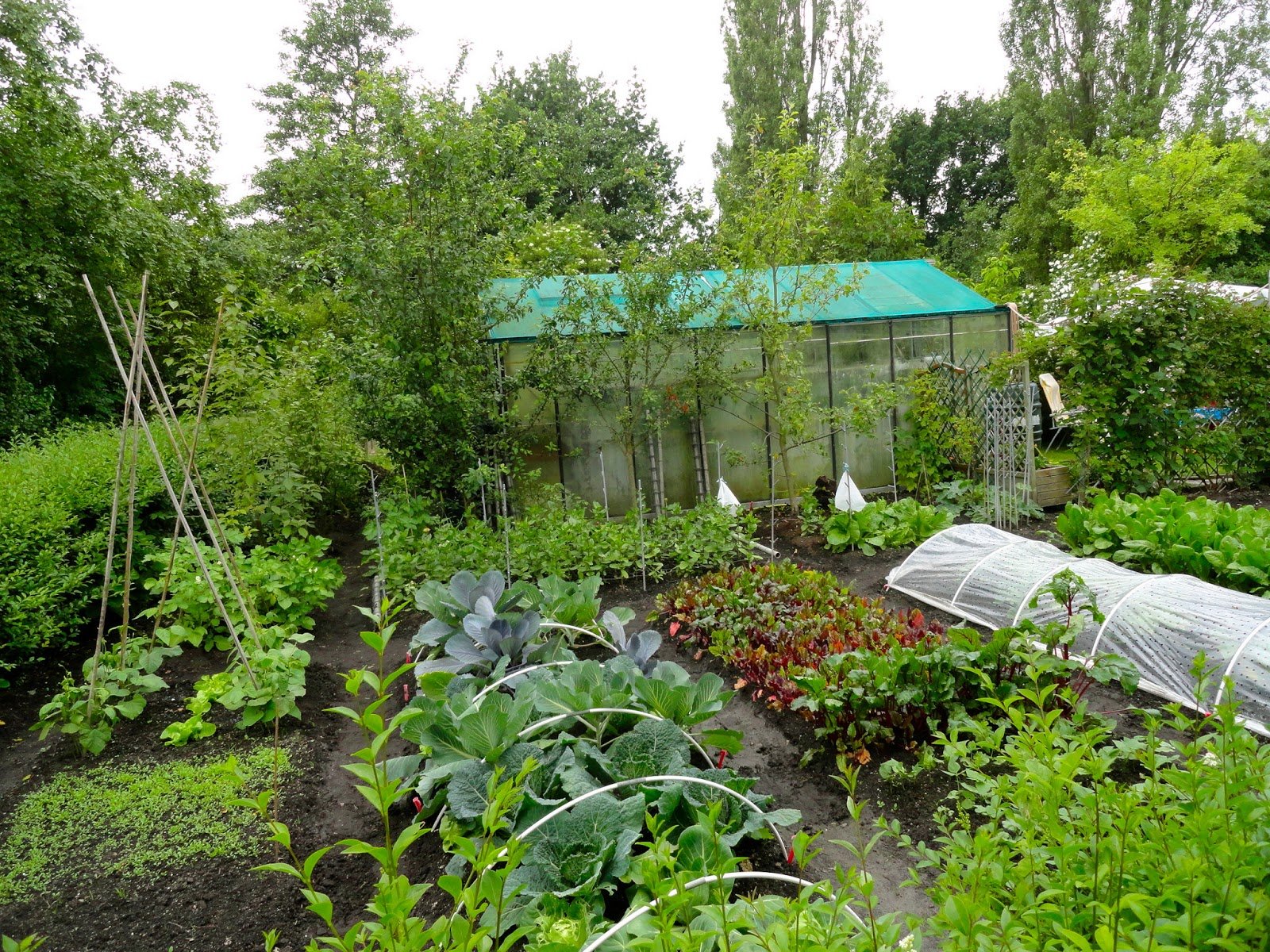 8 Easy Steps to Starting an Allotment Garden for Beginners