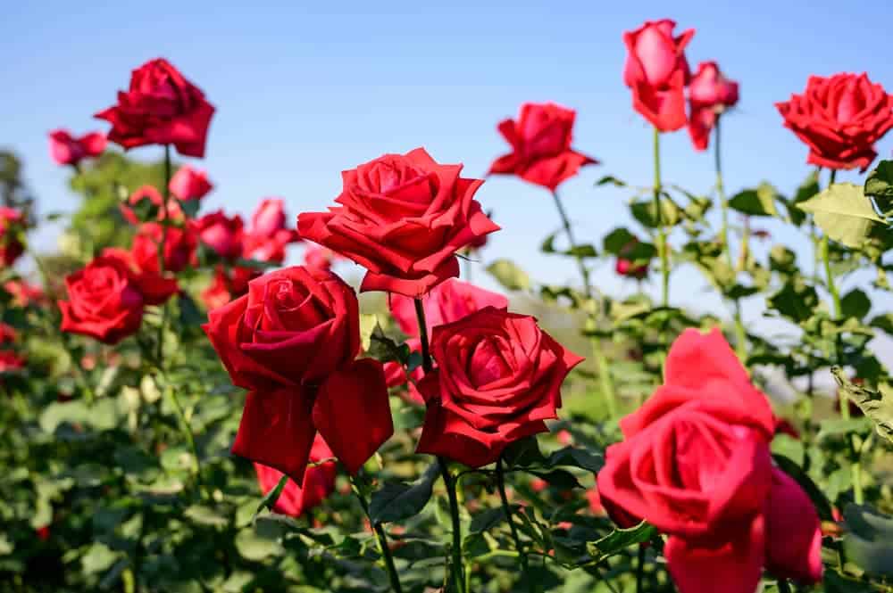 How and When To Take Effective Rose Cuttings For Replanting [UK]