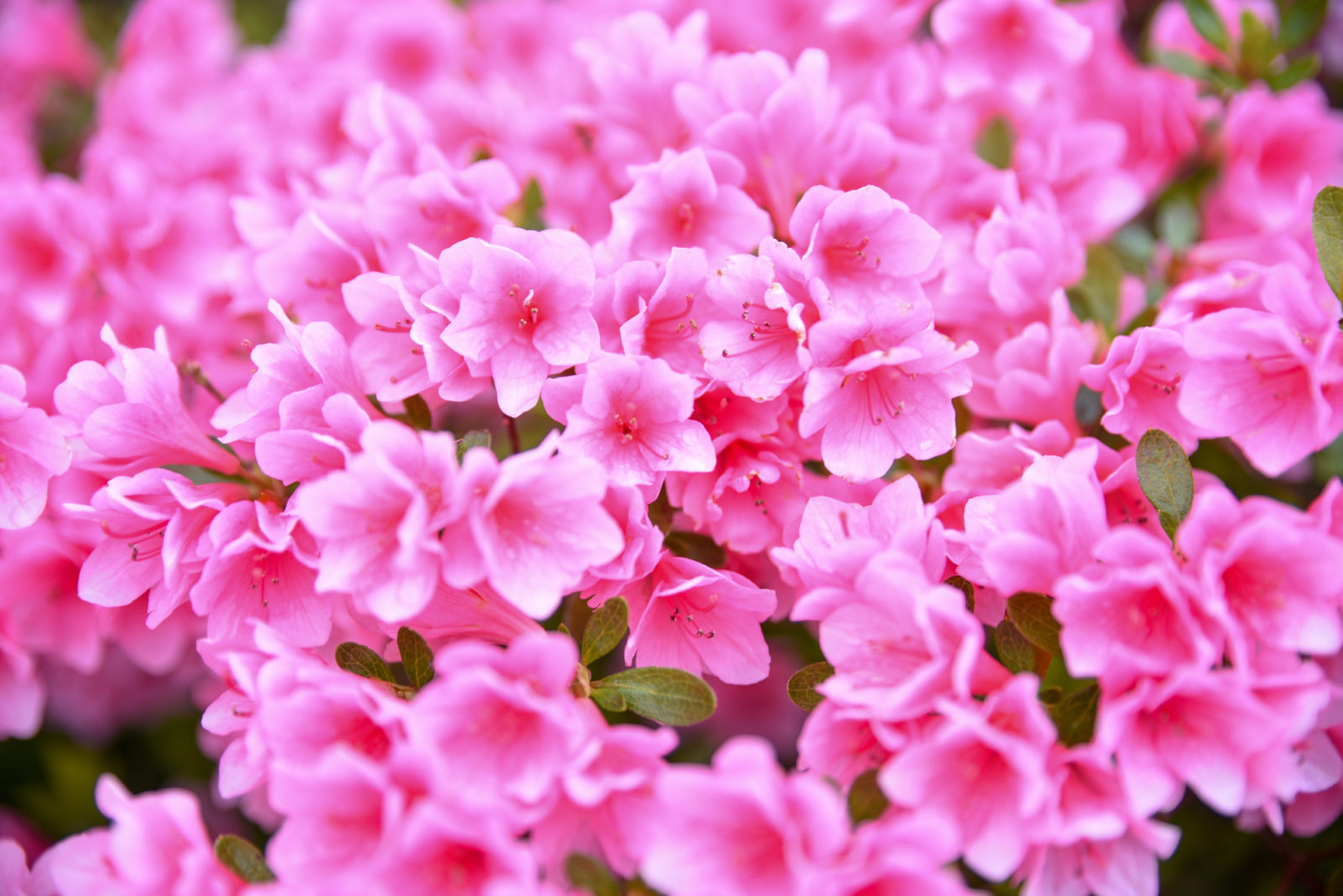 How to Move Azaleas Without Killing Them: A Step-by-Step Guide