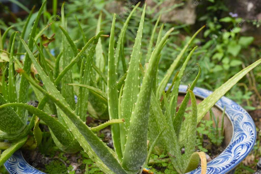 How To Water Aloe Vera Correctly