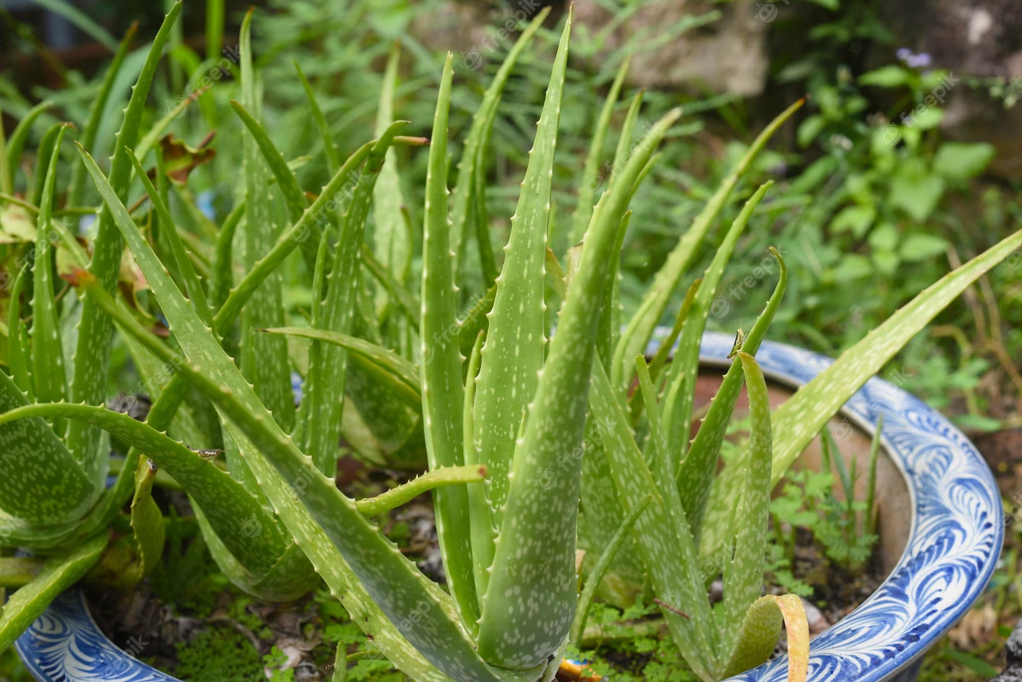 Best Practices for Watering Your Aloe Vera Plant