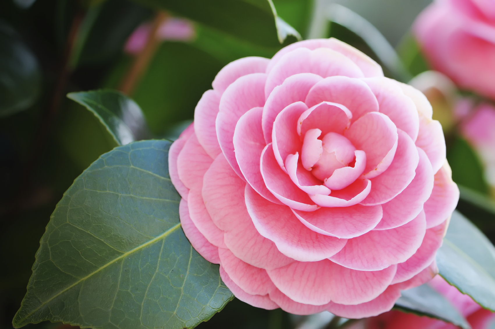 Boost Your Camellias Growth: A Guide to Watering and Fertilising