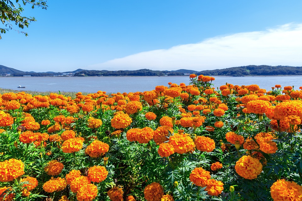 Deadheading Marigolds – When & How To Do It the Right Way