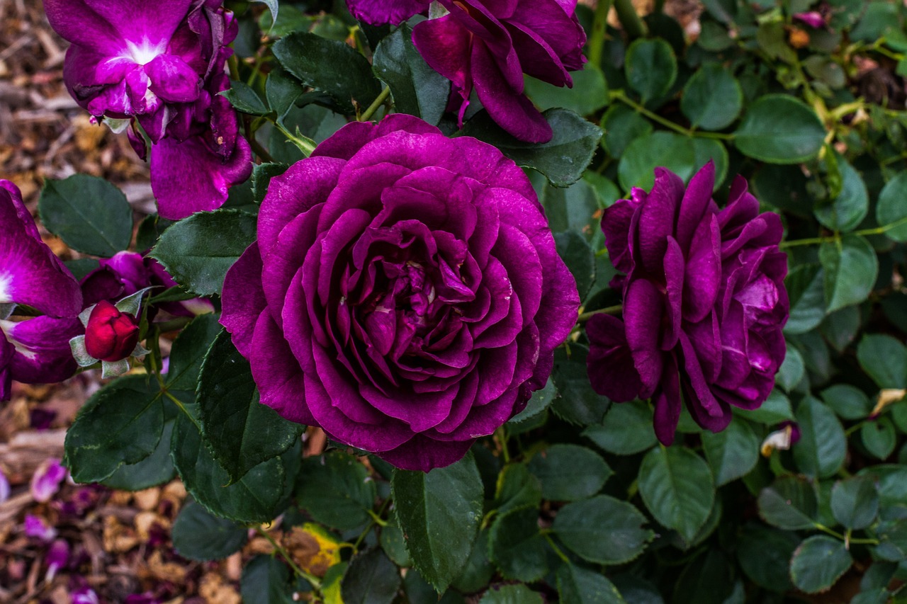 When and How to Properly Feed Your Roses in the UK