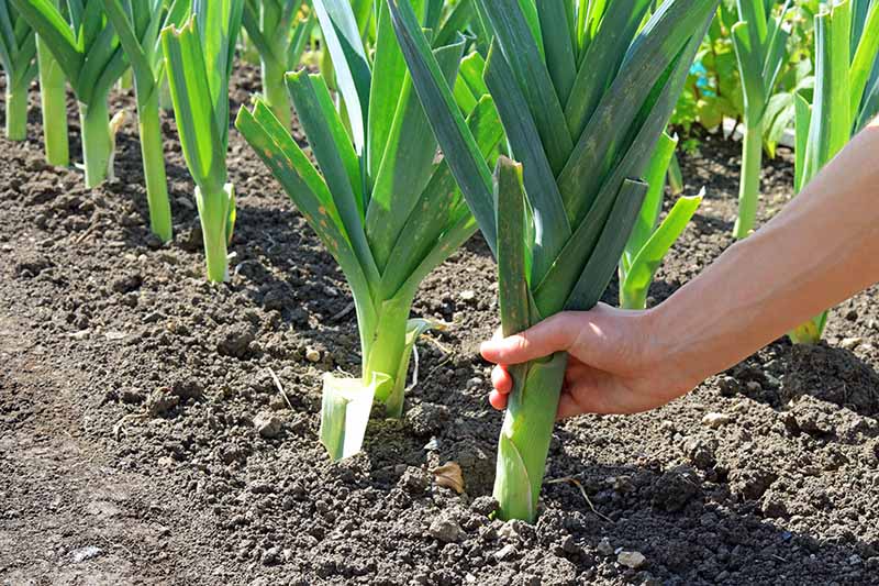 The Perfect Timing and Method for Harvesting Leeks