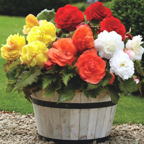 How to Be Successful with Tuberous Begonias