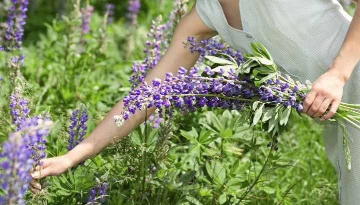 How to Care and Maintain Delphiniums