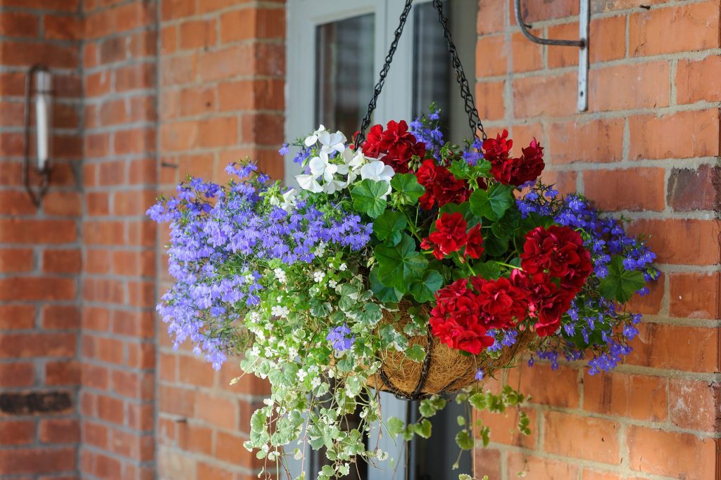 How to Care and Maintain Lobelias