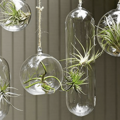 How to Care for Air Plants: Growing Tips 