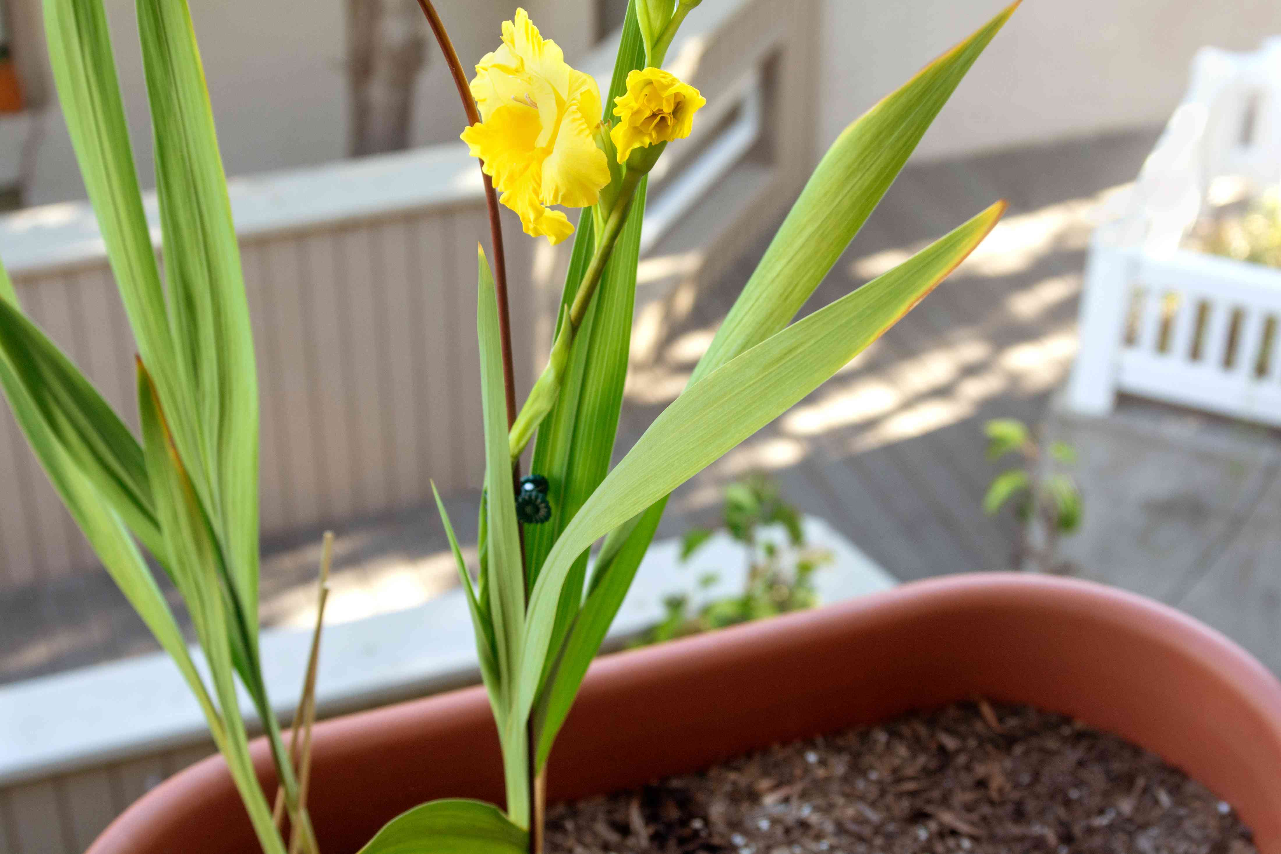 How to Care for Gladiolus Bulbs