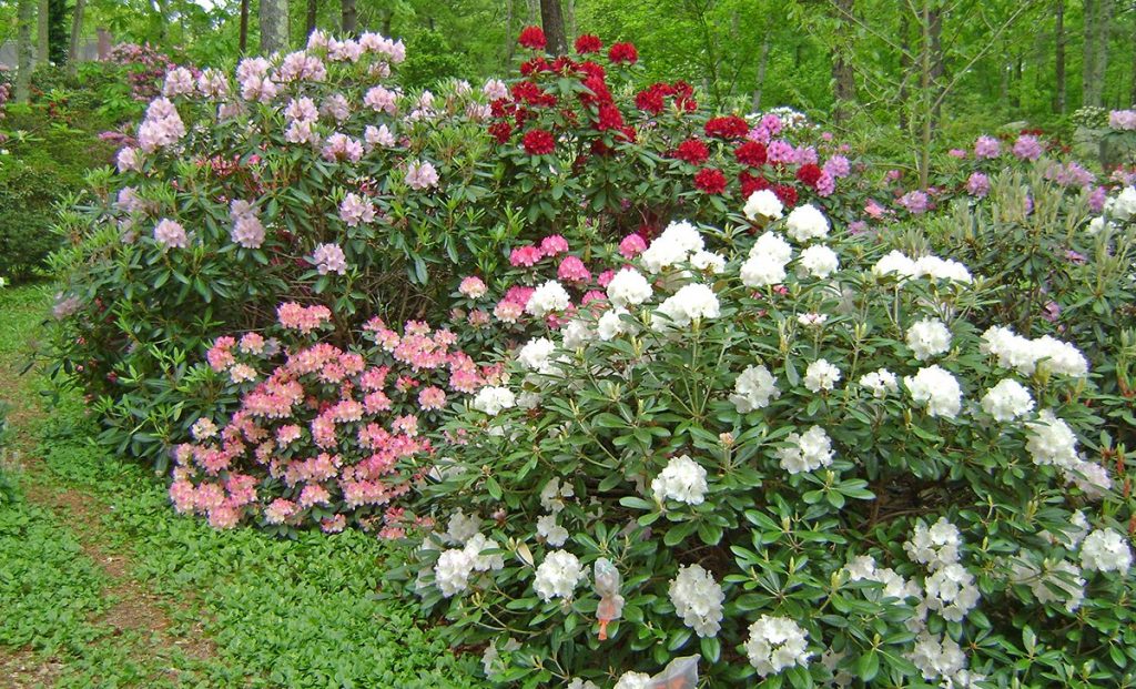 How to Care for Rhododendrons