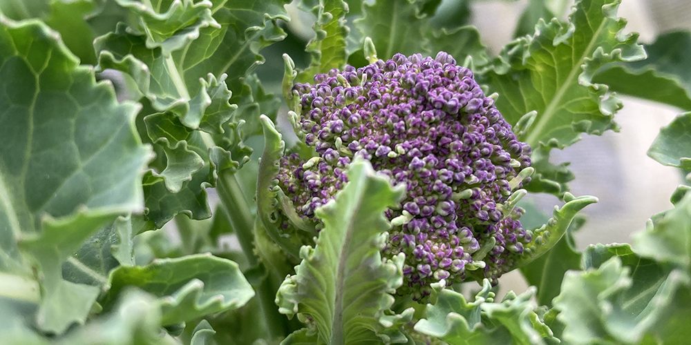 How to Care for the Purple Sprouting Broccoli