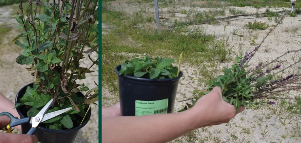 How to Cut Salvia