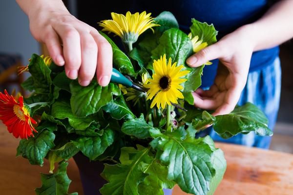 How to Deadhead Gerbera Daisies