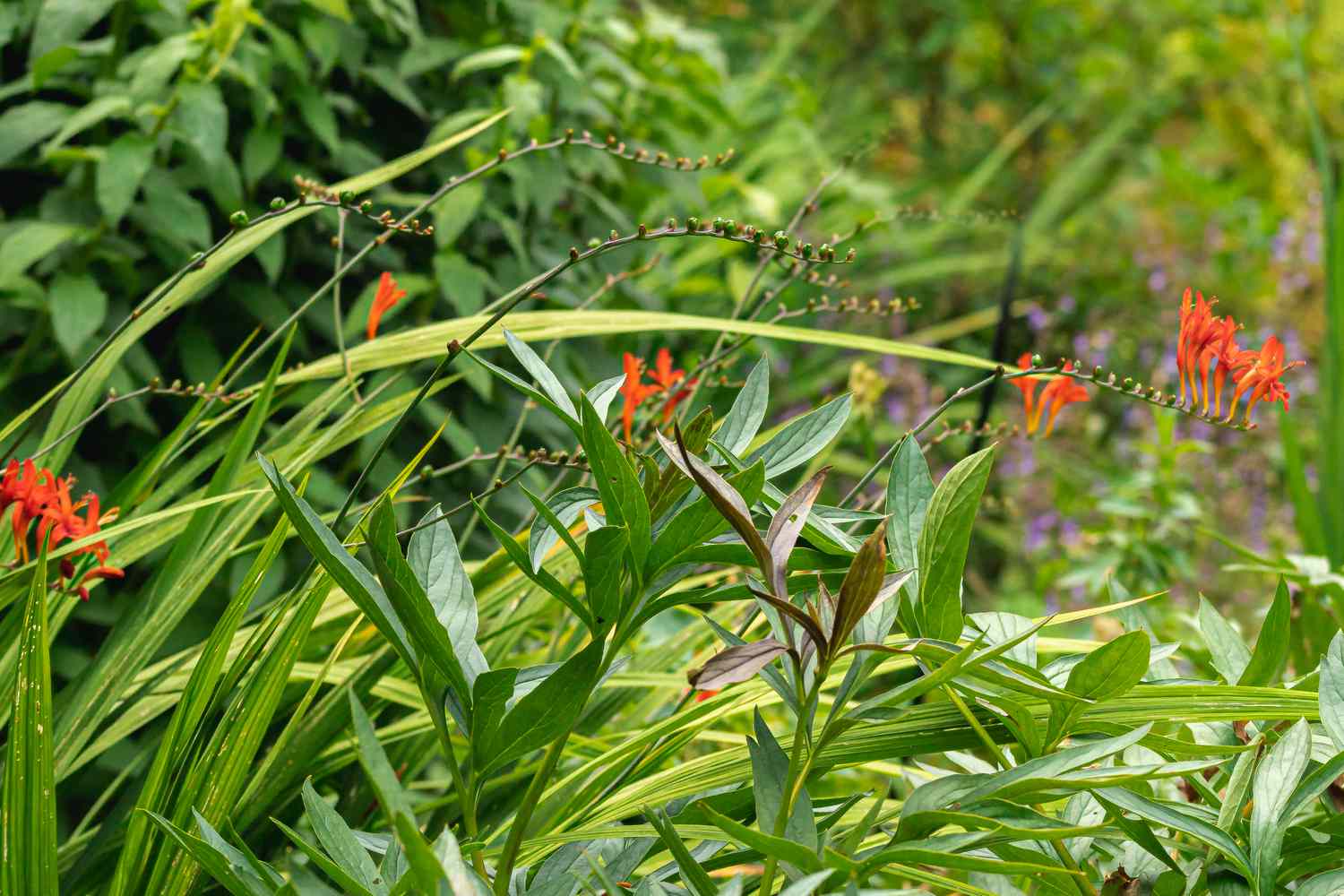 How to Fertilize Crocosmia