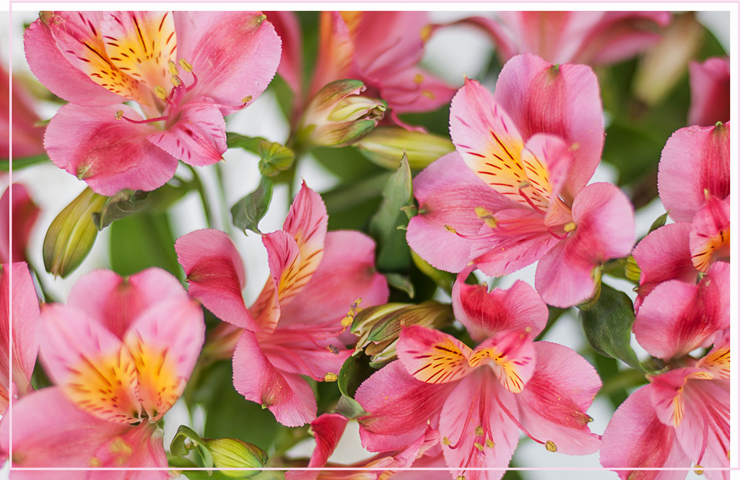 7 Steps to Propogate Alstroemeria from Cuttings