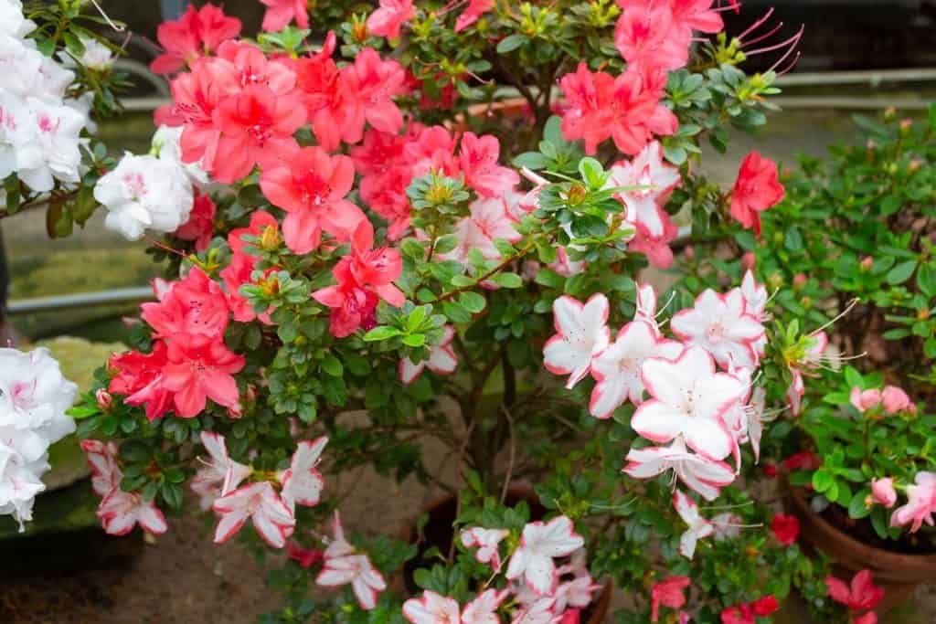 How To Grow And Care For Azaleas