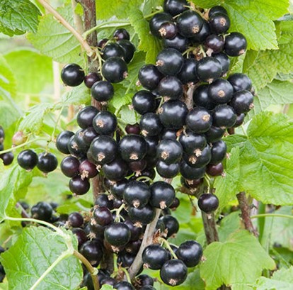 How to Grow Blackcurrants – Care & Growing 