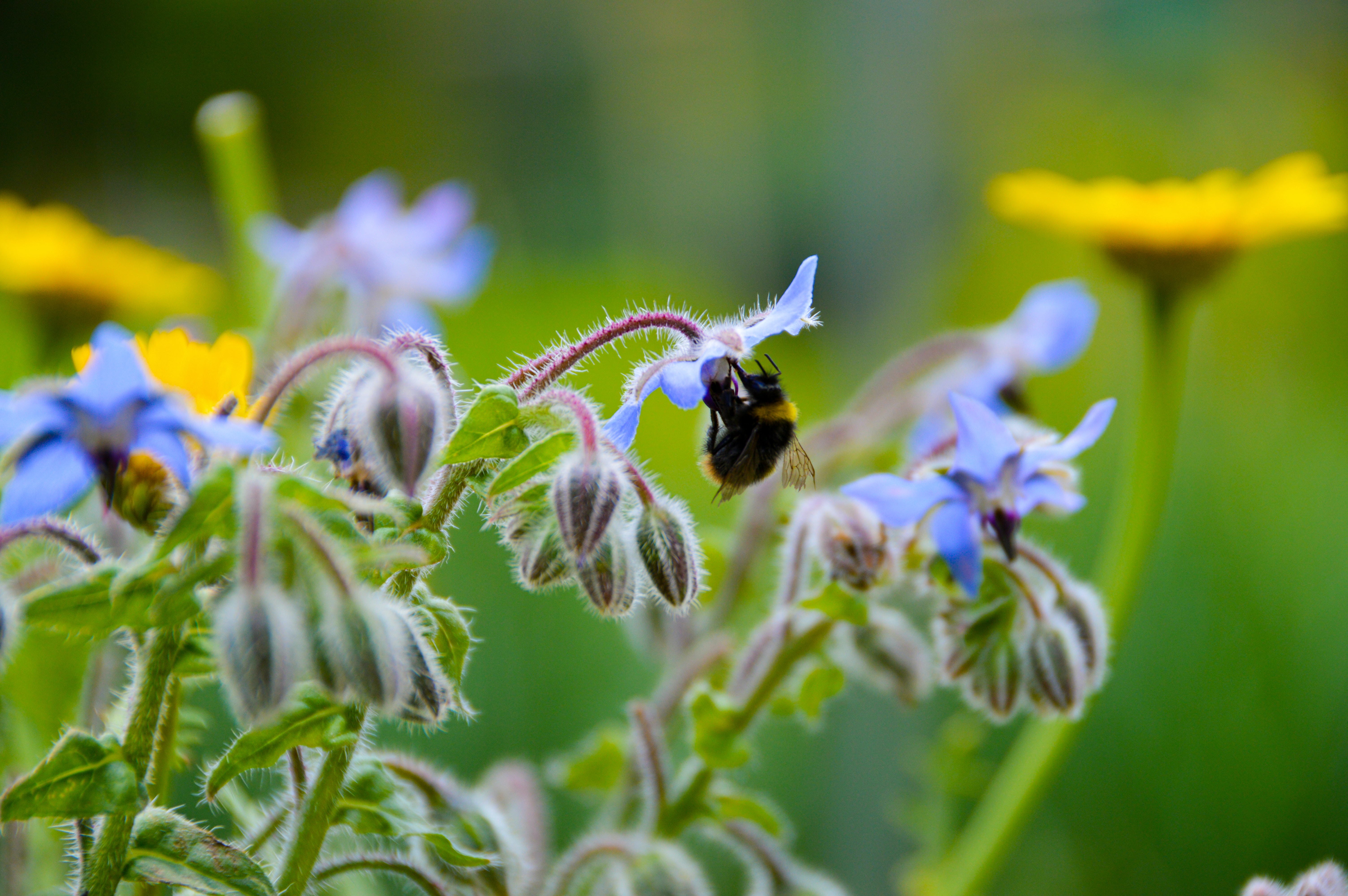 How to Grow Borage 'Starflower'