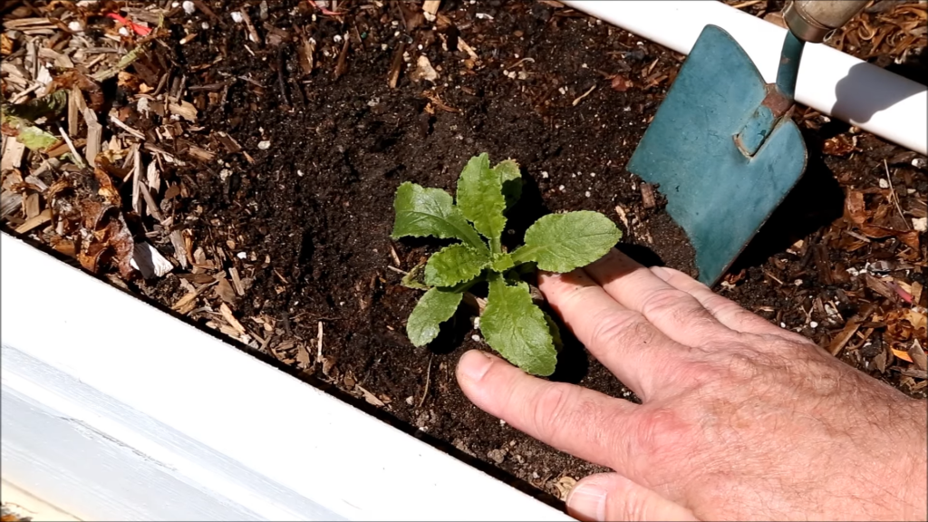 How to Grow Campanula from Seeds