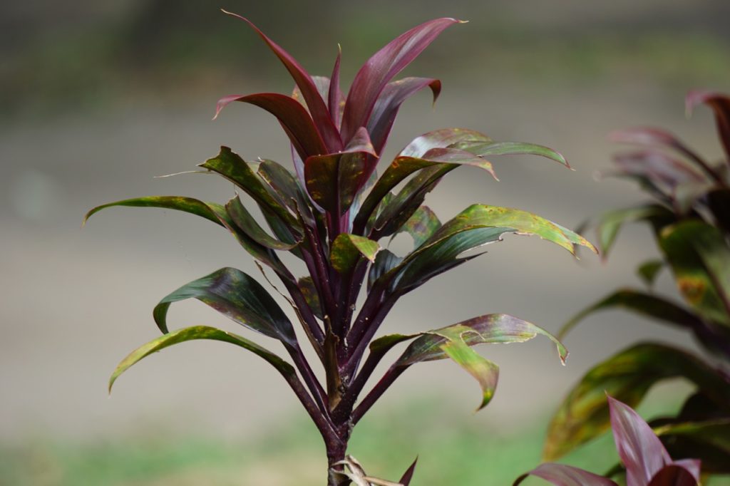 How to Grow Cordyline in Pots