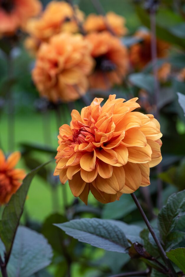 How to Grow Dahlias